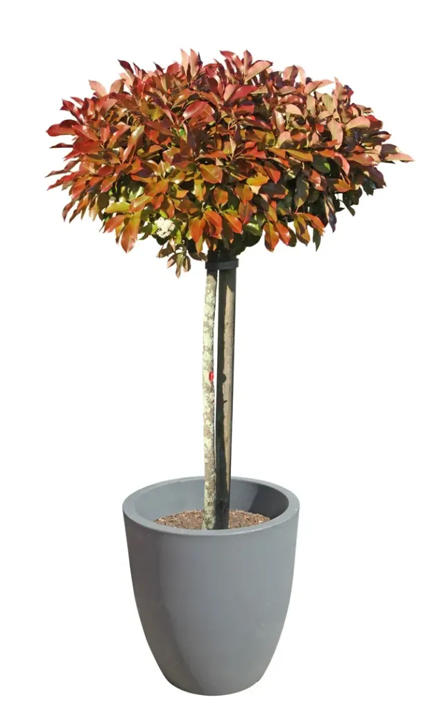 Photinia fraseri Chico Mini Tige 50 cm Pot C3Litres | Central Jardin
